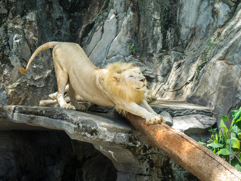 Lion stretching