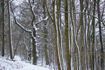 Hainich national park  in winter, (Germany)