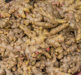 fresh ginger root for cooking and tea for sale in market