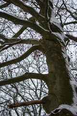 Hainich national park  in winter, (Germany)
