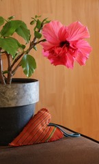 Hibiskusblüte mit Herz © contadora1999