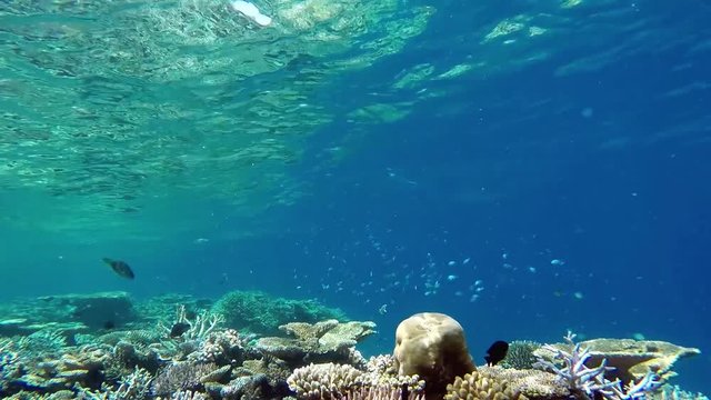 Maldives fishes swimming over tropical corals