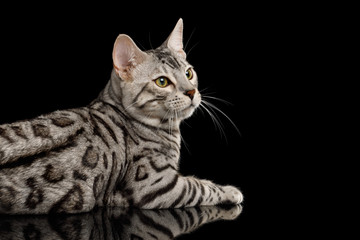 Fototapeta na wymiar Bengal Male Cat with White Fur Lying and Looking at side on Isolated Black Background, side view