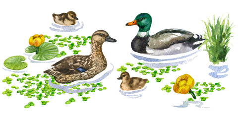Raster watercolor cute illustration of a duck family on water augmented with different plants. Image for biological and ornithological books, magazines and atlases.