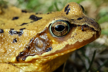 Grasfrosch