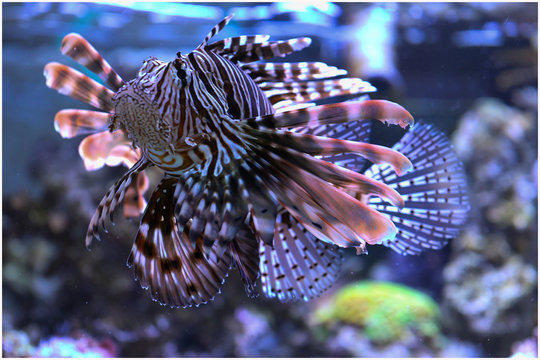 feuerfisch