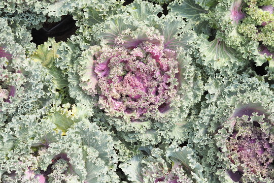 Pule Bilder Durchsuchen 211 Archivfotos, und Videos