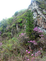 Озеро Телецкое. Цветение багульника