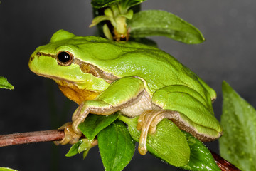 Europäischer Laubfrosch