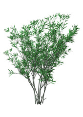 3D Rendering Bush Oleander on White