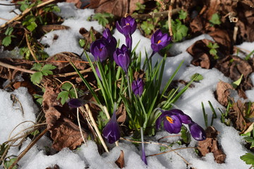 Purple crocus flowers in the snow