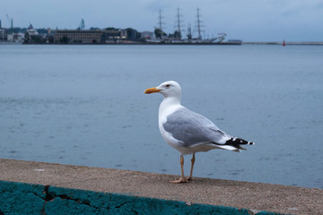 Seagull on the beach. Tourism, travel