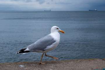 Fototapeta na wymiar Seagull on the beach. Tourism, travel