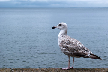 Seagull on the beach. Tourism, travel