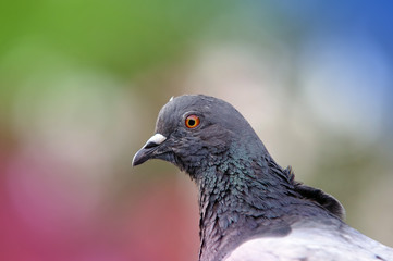 beautiful pigeon bird in nature. focus on the head