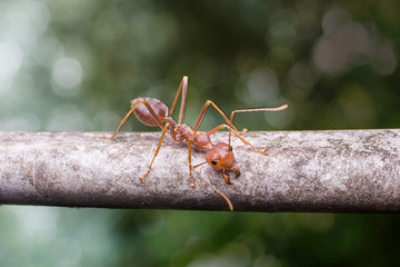 Close up red ant