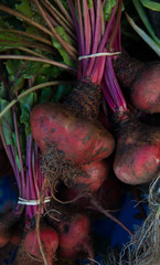 Fresh Farm Pulled Beets