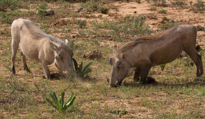 Warthogs digging for grubs