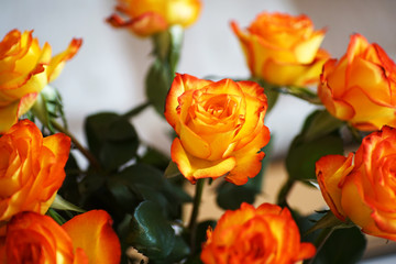 Gelbe Rosen bedeuten Neid, Eifersucht, Untreue und Probleme 
