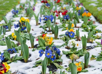 Photo sur Plexiglas Pansies Close up of garden pansies in the snow, waiting for spring, captured in London, UK during the late winter of 2018 also known as Beast of the East weather phenomenon