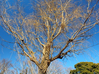 枯れ木と青空