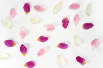 Top view of tulip petals on white background - obrazy, fototapety, plakaty