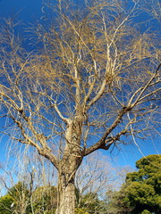 公園の枯れ木と青空
