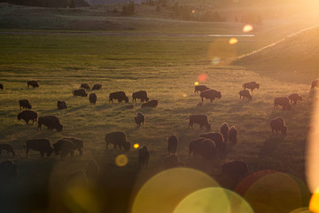 Sunset in Lamar Valley, Yellowstone National Park, United States