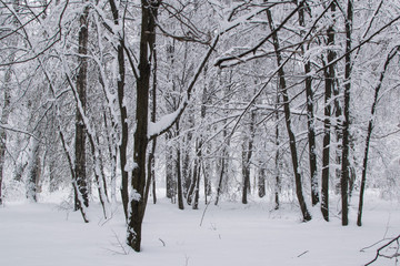 Blizzard in park white trees landscape