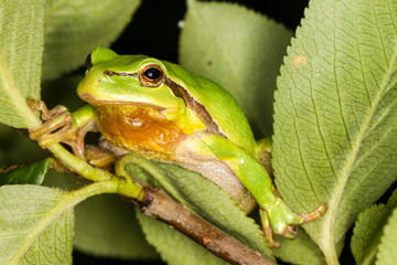 Europäischer Laubfrosch
