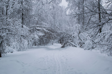 Blizzard in park white trees path landscape