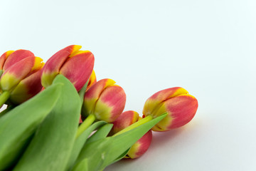 Obraz premium Tulips isolated on white Background