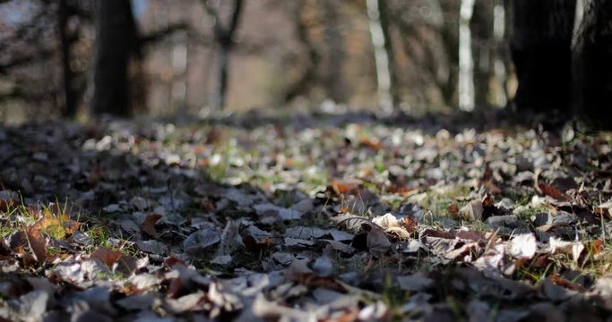 Foglie a terra in un bosco di castagni