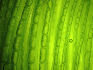 zoom microorganism algae cell