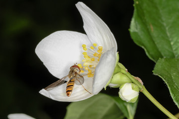 Schwebfliege an Blüte