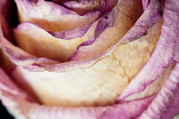 Macro with violet flower rose, close-up petals. Dry ikebana. Abstract floral background.