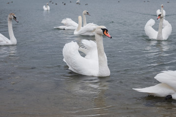 Obraz premium Красивые белые лебеди в водоеме