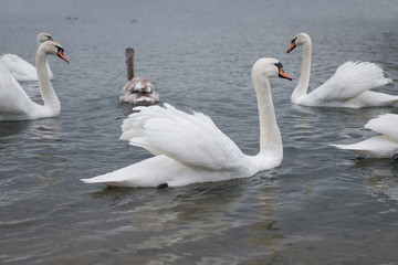Красивые белые лебеди в водоеме