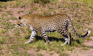 Predators of the savannah. The leopard growls. Kenya, Africa
