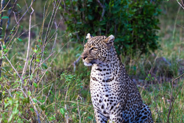 Predators of the savannah. The female leopard posing. Masai Mara, Kenya