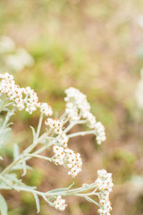 Wild flower on the mountain, Phu Soi Dao National Park, Thailand