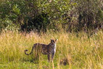 Leopard looking around in the savannah. Masai Mara, Kenya