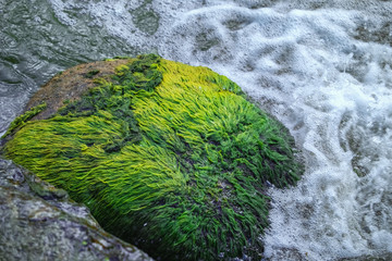 Green moss stuck on stone around sea waves. Sea waves hit the shore. Rocks covered with green seaweed in ocean water. Nature background.