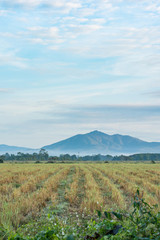 Fototapeta na wymiar Rice field and mountain in North region, Thailand