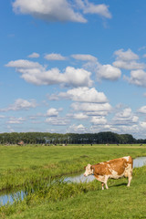 Red and white cow at the water near Groningen