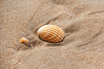 One shell lying on the sea sand as the background