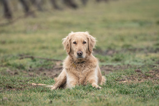 Flat Coated Retriever