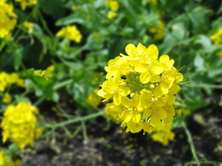  Closeup of nanohana, or known as rape blossom or canola flowers in the spring