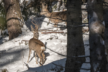 Capriolo nel bosco innevato