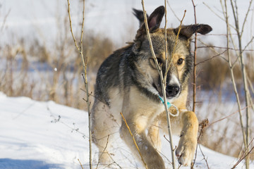Obraz premium dog in the snow